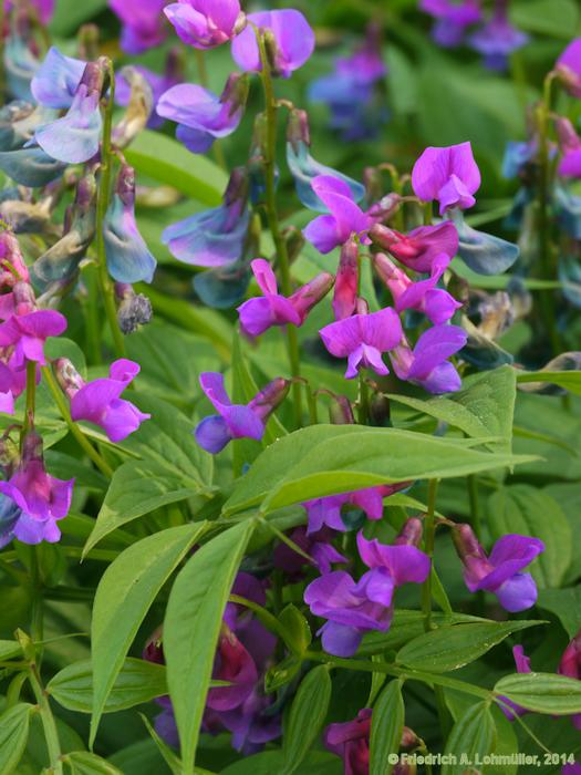 Prunella grandiflora