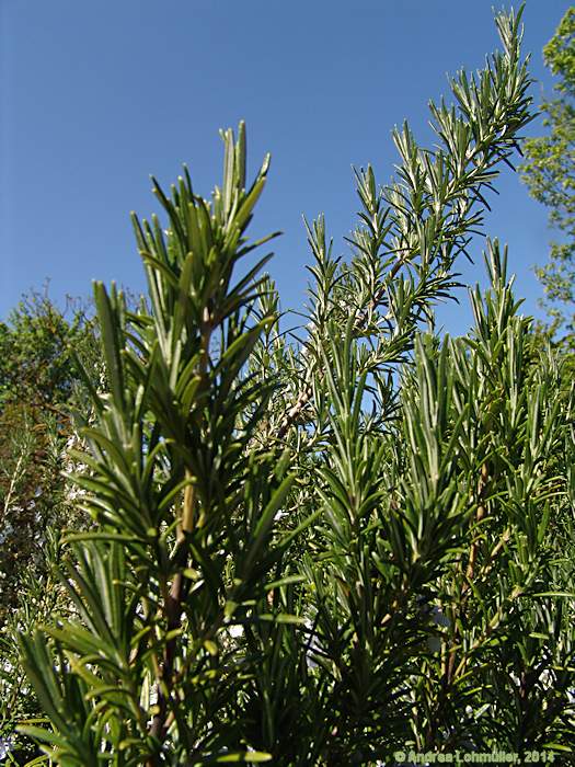 Rosmarinus officinalis