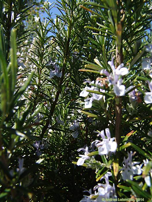 Rosmarinus officinalis