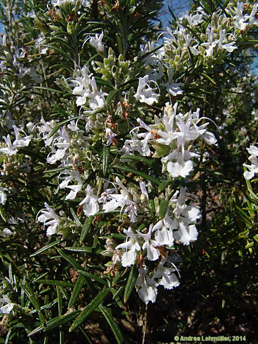 Rosmarinus officinalis