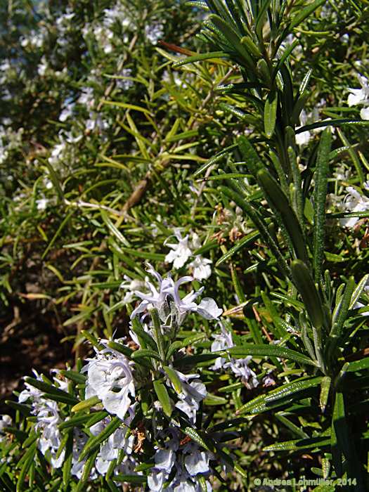 Rosmarinus officinalis