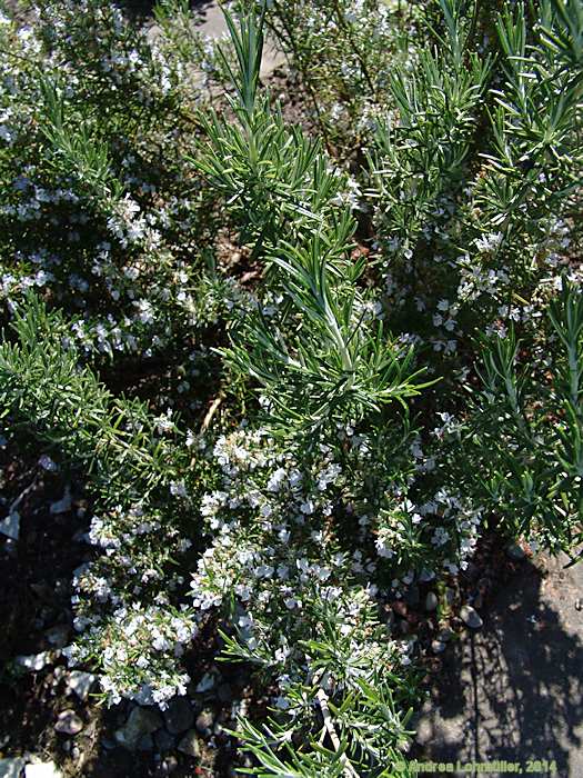 Rosmarinus officinalis