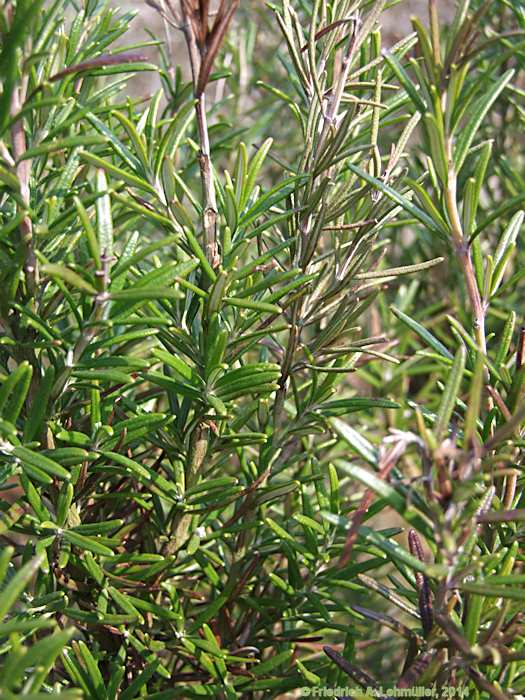 Rosmarinus officinalis