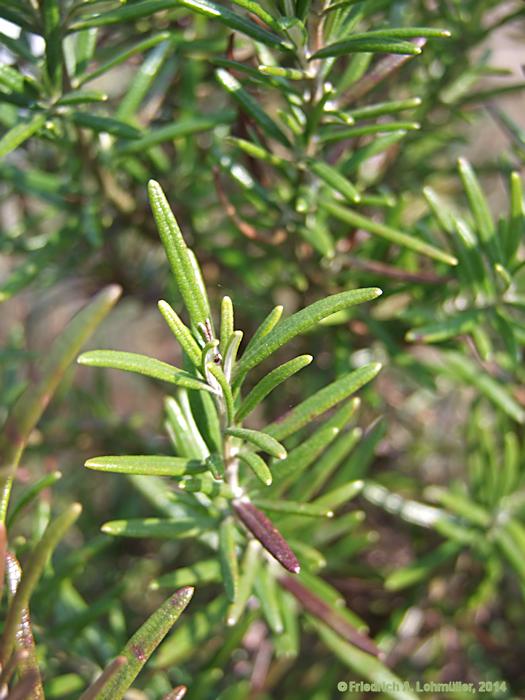 Rosmarinus officinalis