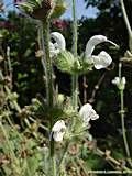 Salvia argentea