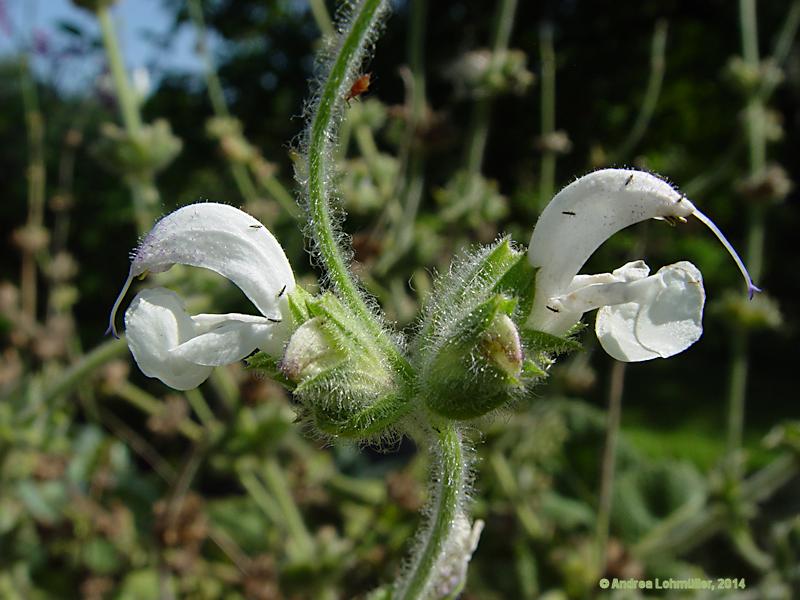 Salvia argentea