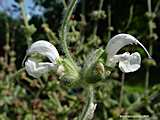 Salvia argentea