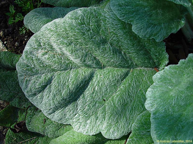 Salvia argentea