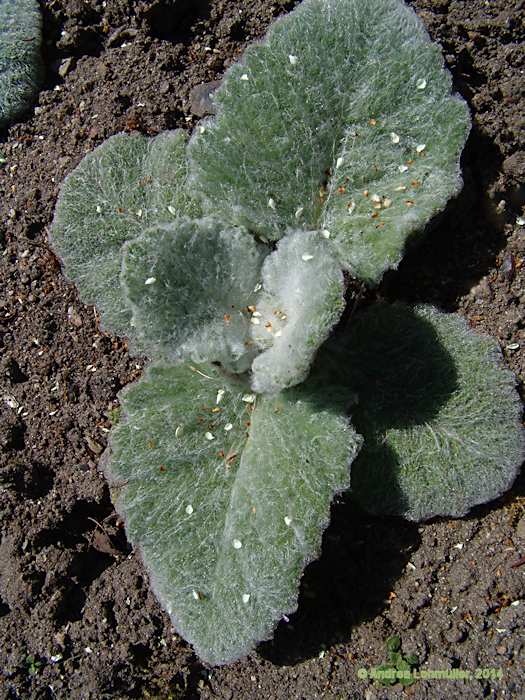 Salvia argentea