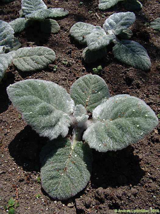 Salvia argentea