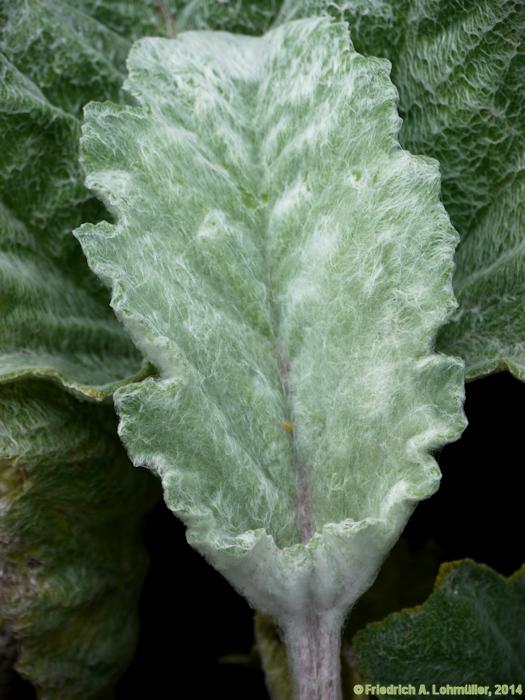 Salvia argentea
