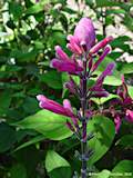 Salvia involucrata