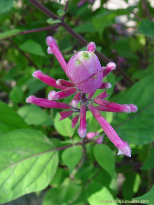 Salvia involucrata