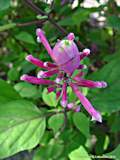 Salvia involucrata