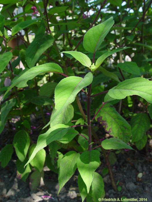 Salvia involucrata