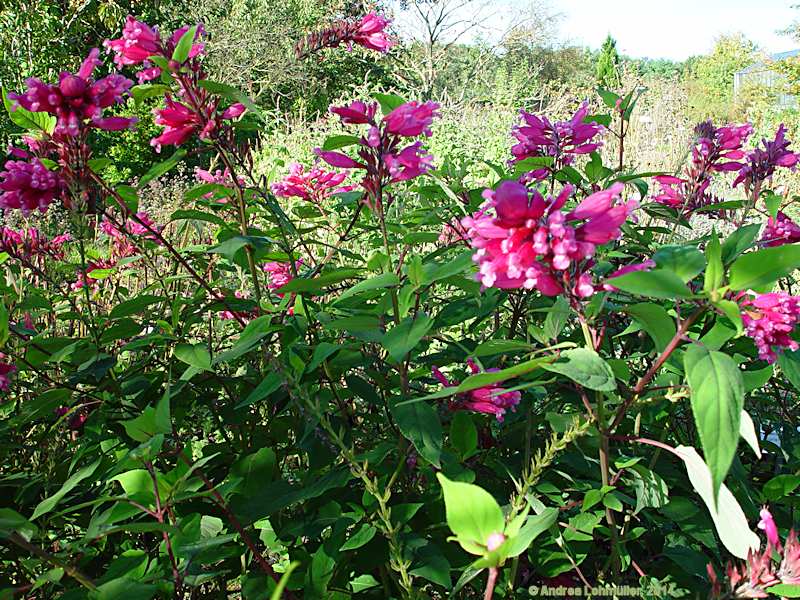 Salvia involucrata
