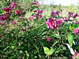 Salvia involucrata
