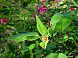 Salvia involucrata