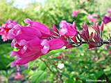Salvia involucrata