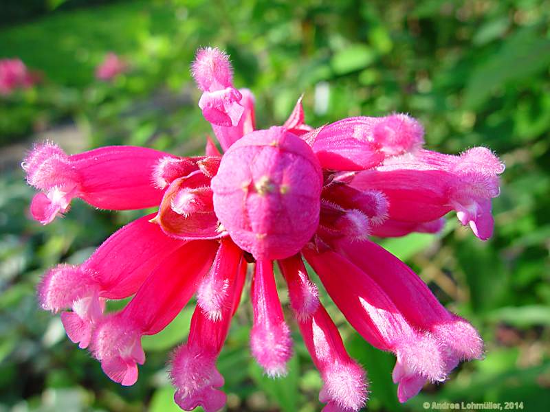 Salvia involucrata