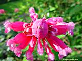 Salvia involucrata