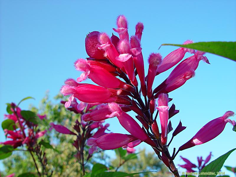 Salvia involucrata