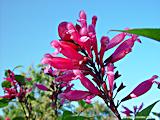 Salvia involucrata