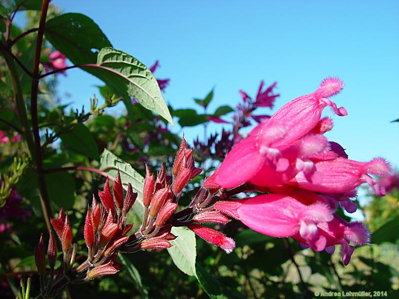 Salvia involucrata