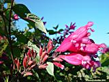 Salvia involucrata