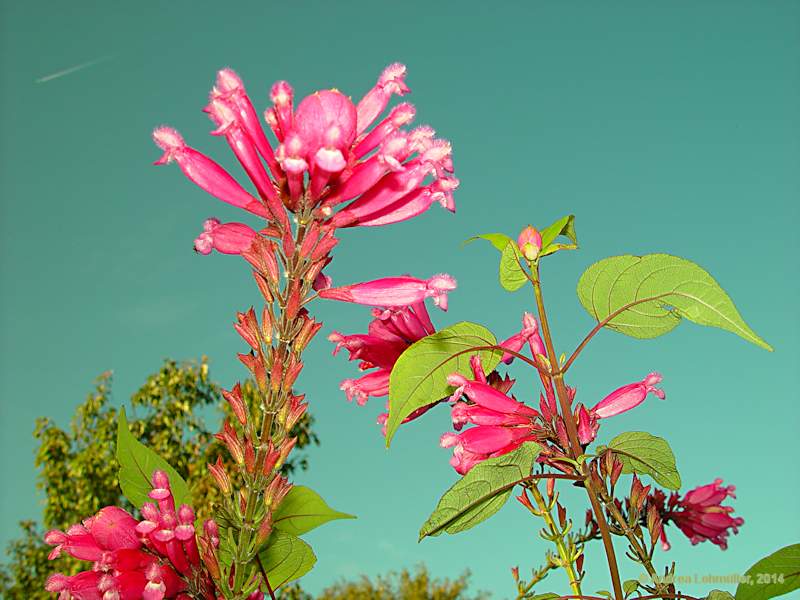 Salvia involucrata