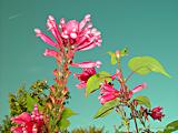 Salvia involucrata