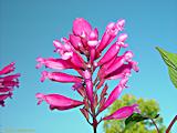 Salvia involucrata