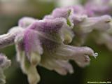 Salvia leucantha