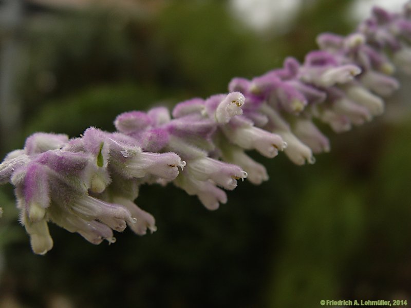 Salvia leucantha