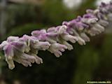 Salvia leucantha