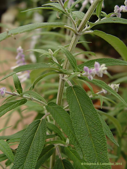 Salvia leucantha