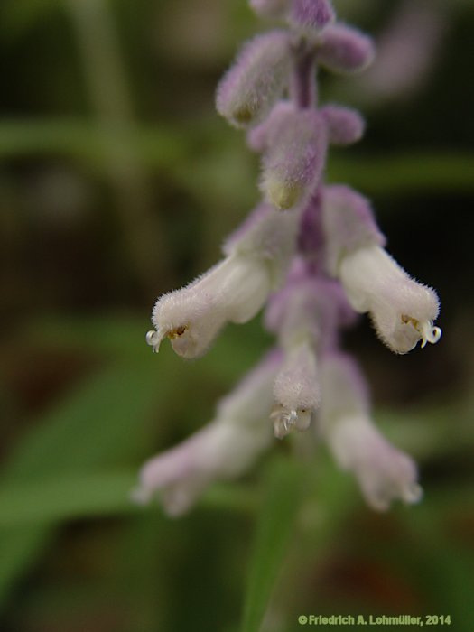 Salvia leucantha