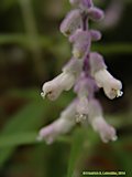 Salvia leucantha