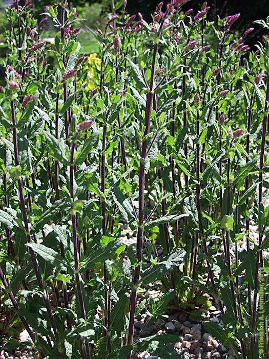 Salvia nemerosa