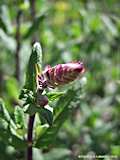 Salvia nemerosa