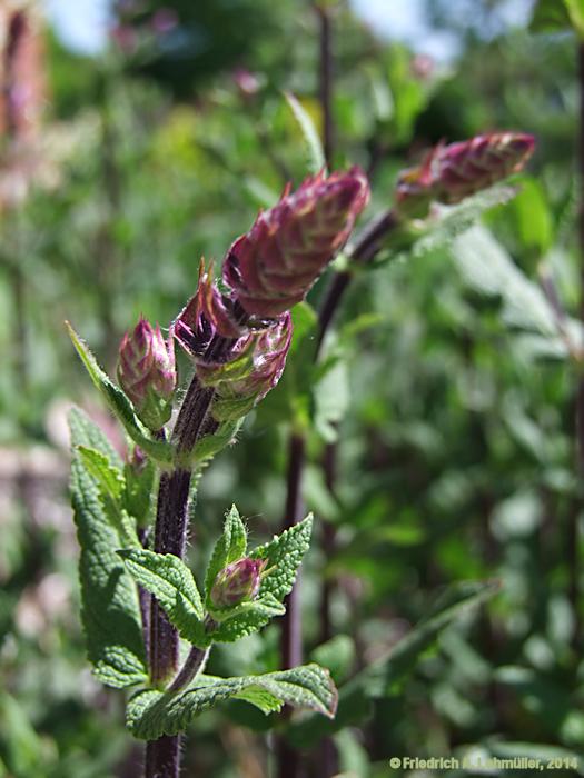 Salvia nemerosa