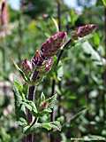 Salvia nemerosa