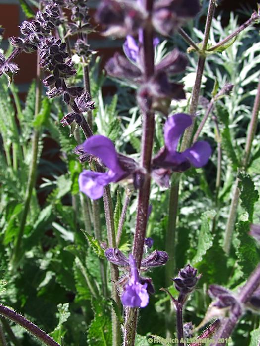 Salvia nemerosa