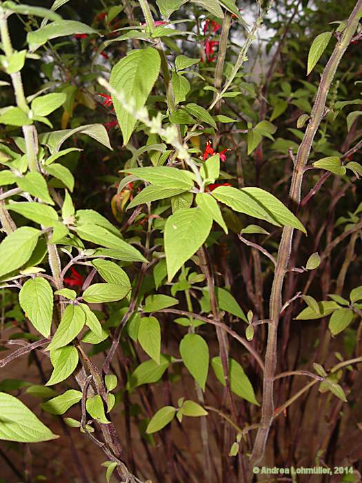 Salvia rutilans