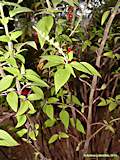 Salvia rutilans