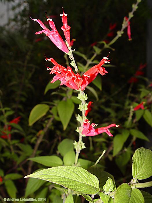 Salvia rutilans