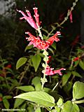 Salvia rutilans