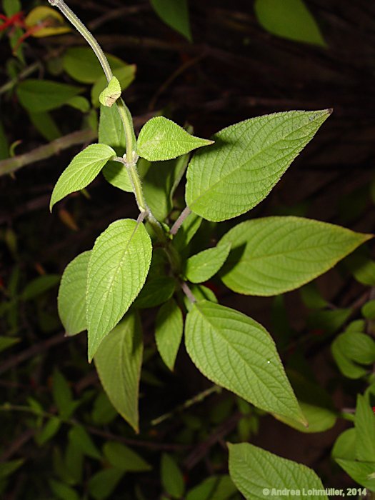 Salvia rutilans