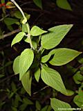 Salvia rutilans