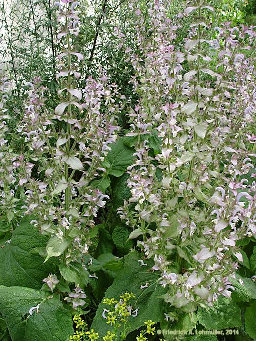 Salvia sclarea